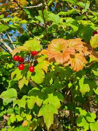 Attēlu rezultāti vaicājumam “Viburnum opulus leaf”