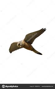 Attēlu rezultāti vaicājumam “Falco tinnunculus adult”