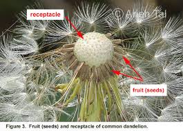 Attēlu rezultāti vaicājumam “Taraxacum officinale aggr. flower”