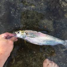 Image result for Alosa aestivalis