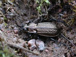 Attēlu rezultāti vaicājumam “Carabus granulatus”