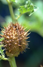 Image result for Datura stramonium