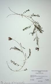 Attēlu rezultāti vaicājumam “Astragalus danicus leaf”