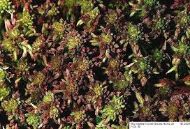 Attēlu rezultāti vaicājumam “Sphagnum rubellum”