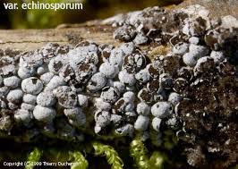 Attēlu rezultāti vaicājumam “Diderma spumarioides sessile”