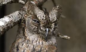 Image result for Otus scops