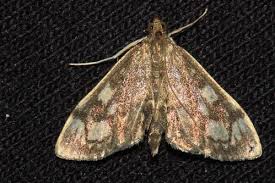 Attēlu rezultāti vaicājumam “Anania coronata”