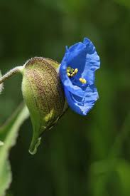 Attēlu rezultāti vaicājumam “Commelina coelestis”