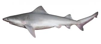 Image result for Negaprion acutidens