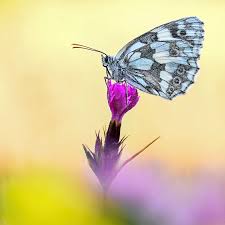 Attēlu rezultāti vaicājumam “Leucorrhinia pectoralis female”