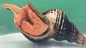 Image result for Triplofusus giganteus