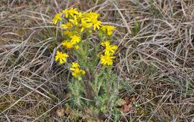 Attēlu rezultāti vaicājumam “Senecio vernalis”