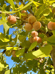 Attēlu rezultāti vaicājumam “Ginkgo biloba fruit”