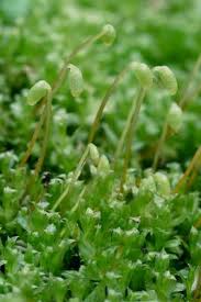 Attēlu rezultāti vaicājumam “Plagiomnium cuspidatum sporophyte”