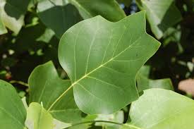 Attēlu rezultāti vaicājumam “Liriodendron tulipifera leaf”