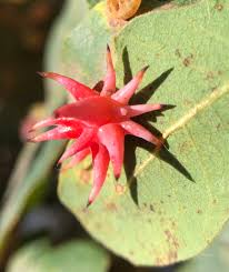 Attēlu rezultāti vaicājumam “Cynips quercusfolii”