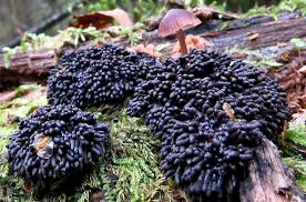 Attēlu rezultāti vaicājumam “Octospora splachnophila spores”