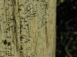 Attēlu rezultāti vaicājumam “Calicium salicinum”