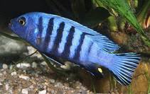 Risultati immagini per cynotilapia pulpican