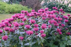 Image result for Monarda didyma
