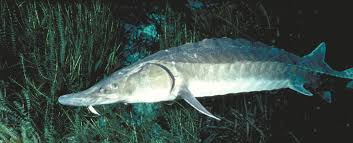 Image result for Acipenser oxyrinchus oxyrinchus
