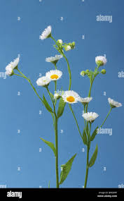 Attēlu rezultāti vaicājumam “Erigeron annuus flower”
