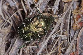 Attēlu rezultāti vaicājumam “Potosia cuprea imago”