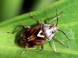 Attēlu rezultāti vaicājumam “Lygus pratensis imago”