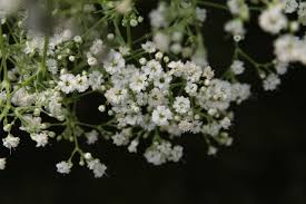 Attēlu rezultāti vaicājumam “Gypsophila paniculata”