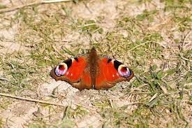 Attēlu rezultāti vaicājumam “Inachis io underside”