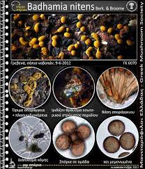 Attēlu rezultāti vaicājumam “Craterium aureonucleatum spores”