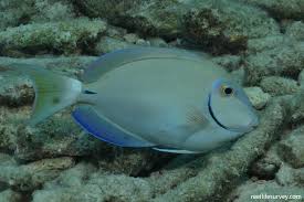 Image result for Acanthurus bahianus