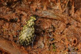 Attēlu rezultāti vaicājumam “Elaphrus cupreus”