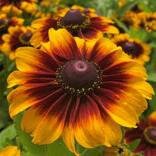 Image result for Rudbeckia