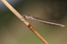 Attēlu rezultāti vaicājumam “Sympecma paedisca”