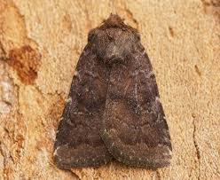 Attēlu rezultāti vaicājumam “Rusina ferruginea female”