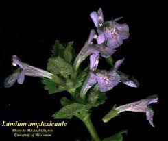 Attēlu rezultāti vaicājumam “Lamium amplexicaule”