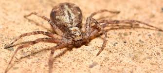 Attēlu rezultāti vaicājumam “Philodromus sp.”