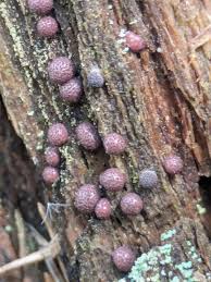 Attēlu rezultāti vaicājumam “Lycogala conicum spores”