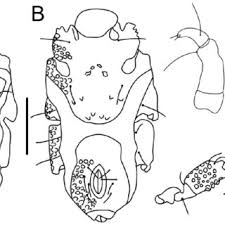 Attēlu rezultāti vaicājumam “Didymium tussilaginis spores”