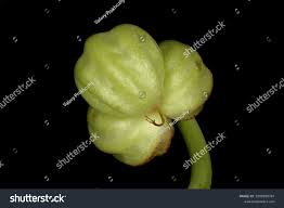 Attēlu rezultāti vaicājumam “Tropaeolum majus fruit”