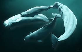 Image result for Delphinapterus leucas