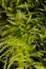 Attēlu rezultāti vaicājumam “Sciuro-hypnum populeum”