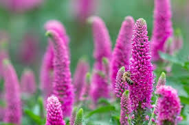 Attēlu rezultāti vaicājumam “Veronica spicata flower”
