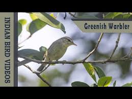 Attēlu rezultāti vaicājumam “Phylloscopus trochiloides adult”