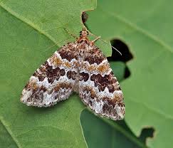 Attēlu rezultāti vaicājumam “Electrophaes corylata”