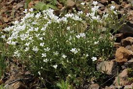 Attēlu rezultāti vaicājumam “Cerastium arvense flower”