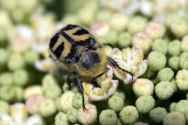 Attēlu rezultāti vaicājumam “Trichius fasciatus imago”