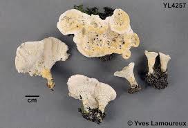 Attēlu rezultāti vaicājumam “Sistotrema confluens”