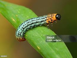 Attēlu rezultāti vaicājumam “Nematus salicis larva”